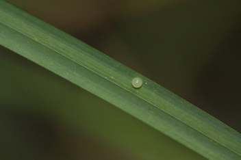 Appalachian Brown egg